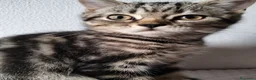 Scottish gatti in vendita: Gattini Scottish  - Annuncio 4