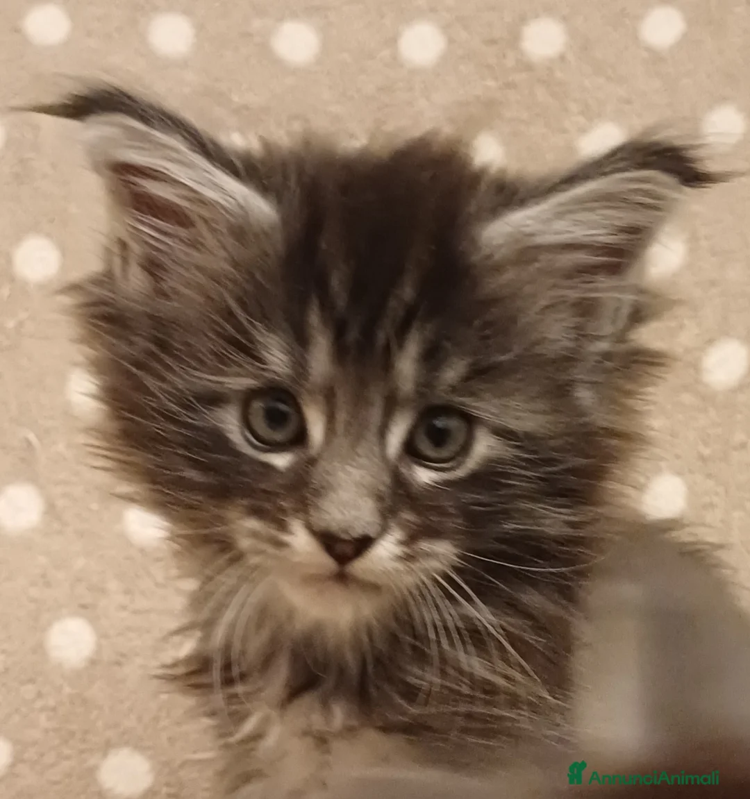 Maine Coon gatti in vendita: Cuccioli di Maine Coon linea estera - Annuncio 6