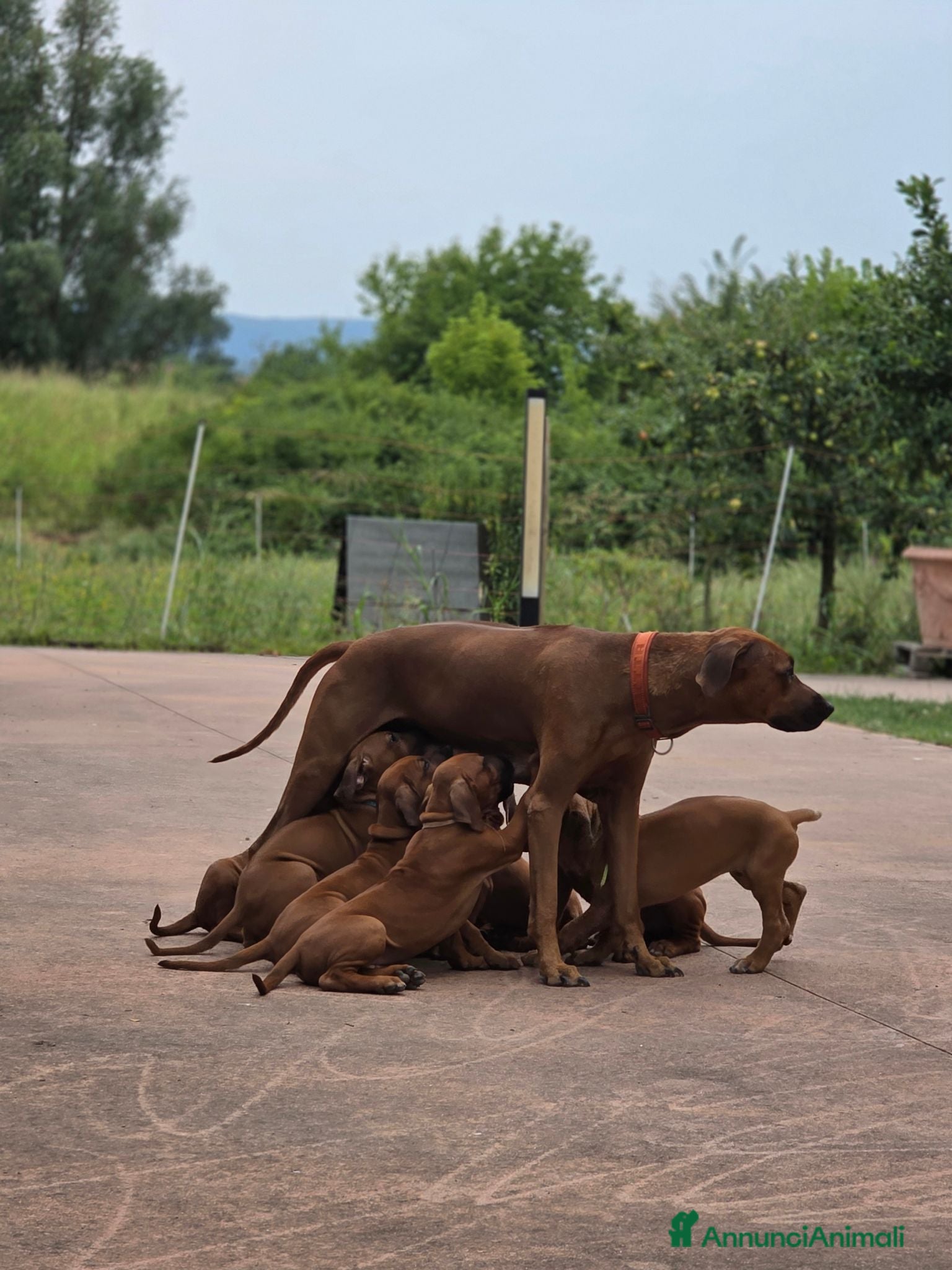 Rhodesian Ridgeback cani Rhodesian Ridgeback da privato - femmina - Annuncio 2