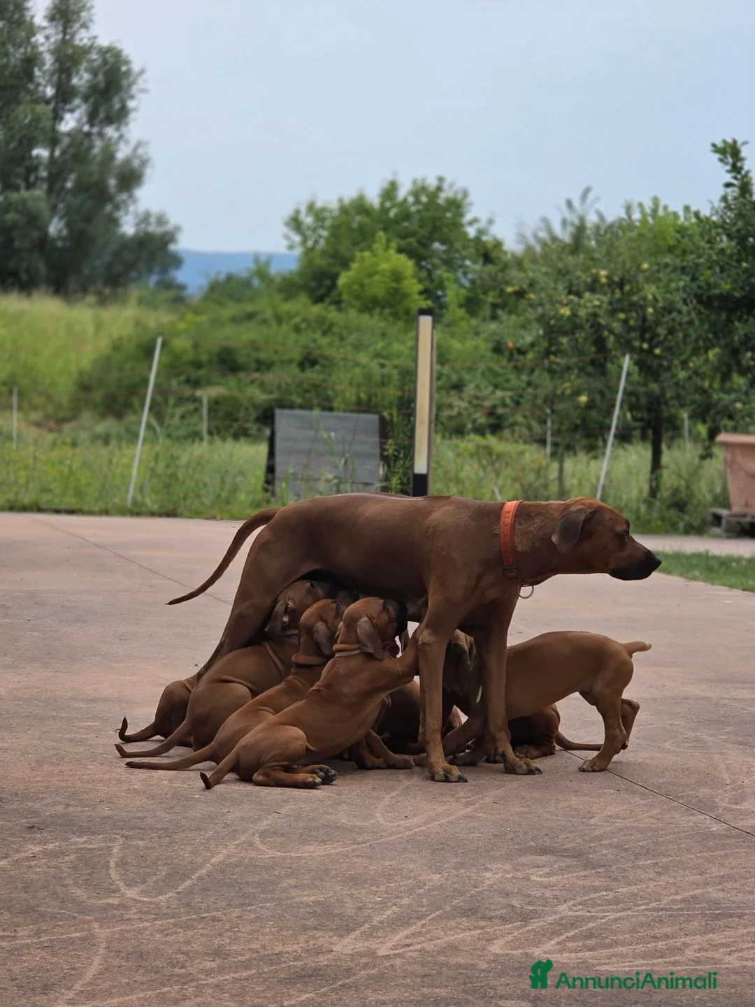 Rhodesian Ridgeback cani in vendita: Rhodesian Ridgeback da privato - femmina - Annuncio 2