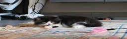 Persiano gatti in vendita: Gatti persiani  - Annuncio 4