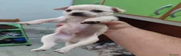 Chihuahua cani in vendita: 3 chihuahua cuccioli maschi - Annuncio 2