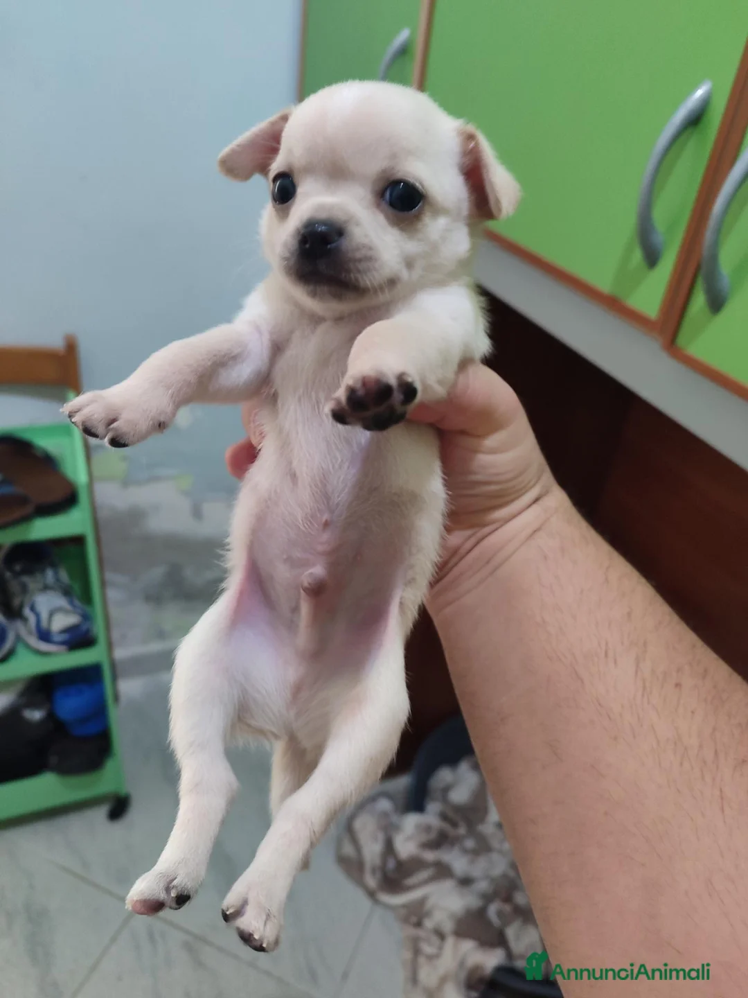 Chihuahua cani in vendita: 3 chihuahua cuccioli maschi - Annuncio 2