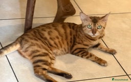 Bengala gatti in vendita: Bellissimi cuccioli  a Città metropolitana di Roma Capitale - Immagine 23