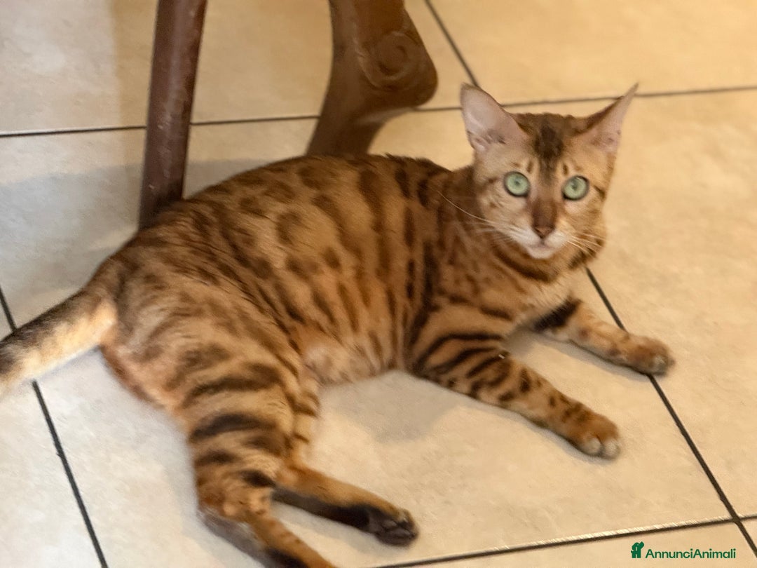 Bengala gatti in vendita: Bellissimi cuccioli  a Città metropolitana di Roma Capitale - Immagine 23