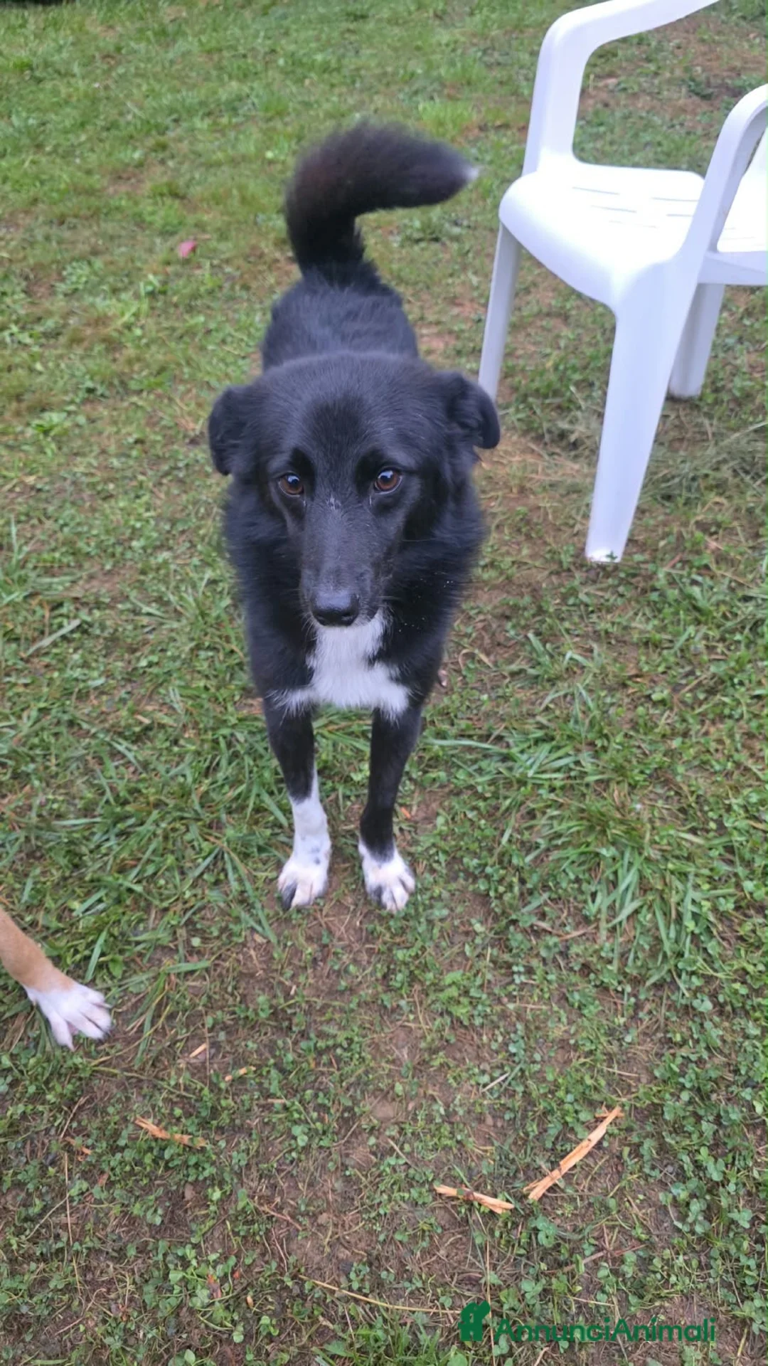 Meticcio cani in regalo: 🖤 REMO CERCA CASA 🖤 - Annuncio 2