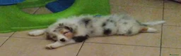 Australian Shepherd cani in vendita: Blue Sea un mare di gioia a Città Metropolitana di Firenze - Annuncio 5