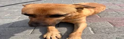 Meticcio cani in regalo: SONO ARGO CERCO CASA - Annuncio 5