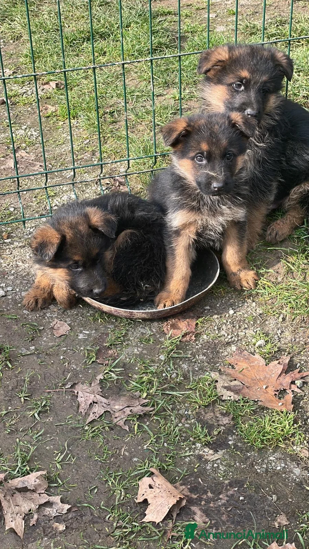 Pastore Tedesco cani in vendita: Cucciola femmina, pastore tedesco a Provincia di Como - Annuncio 2