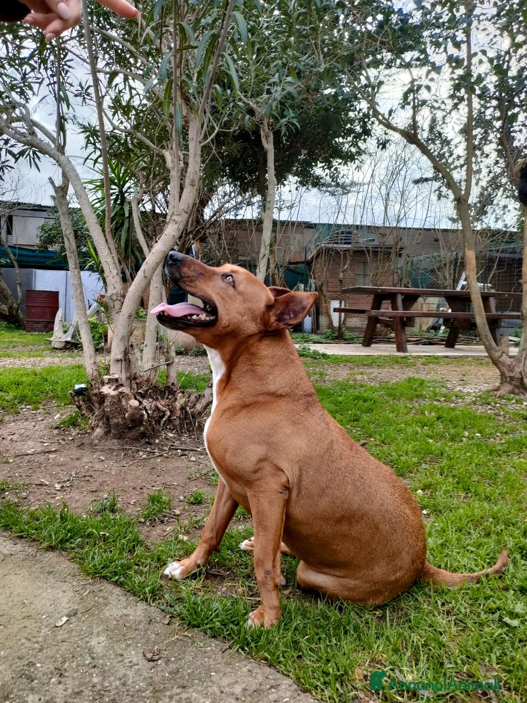 Meticcio cani in regalo: Ciro simil Pitbull 6anni aspetta ancora.LIVORNO a Città Metropolitana di Milano - Annuncio 7