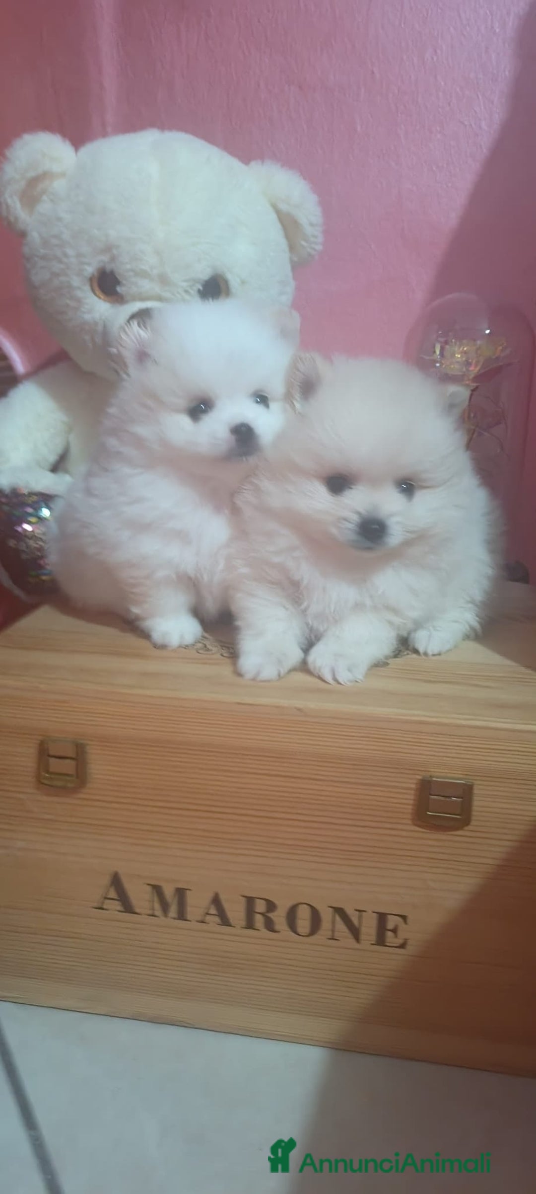 Spitz cani in vendita: Spitz pomerania  - Annuncio 2