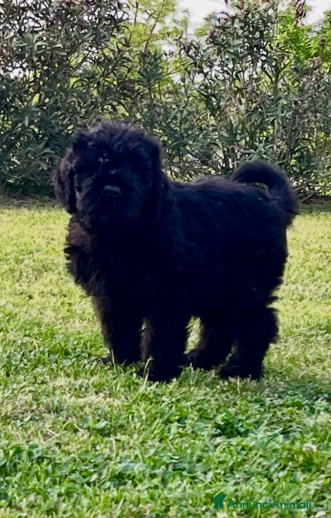 Terrier Nero Russo cani in vendita: Disponibili 4 maschi Terrier nero russi - Annuncio 1