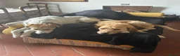 Meticcio cani in regalo: Adozione di coppia? Sarebbe un miracolo - Annuncio 7