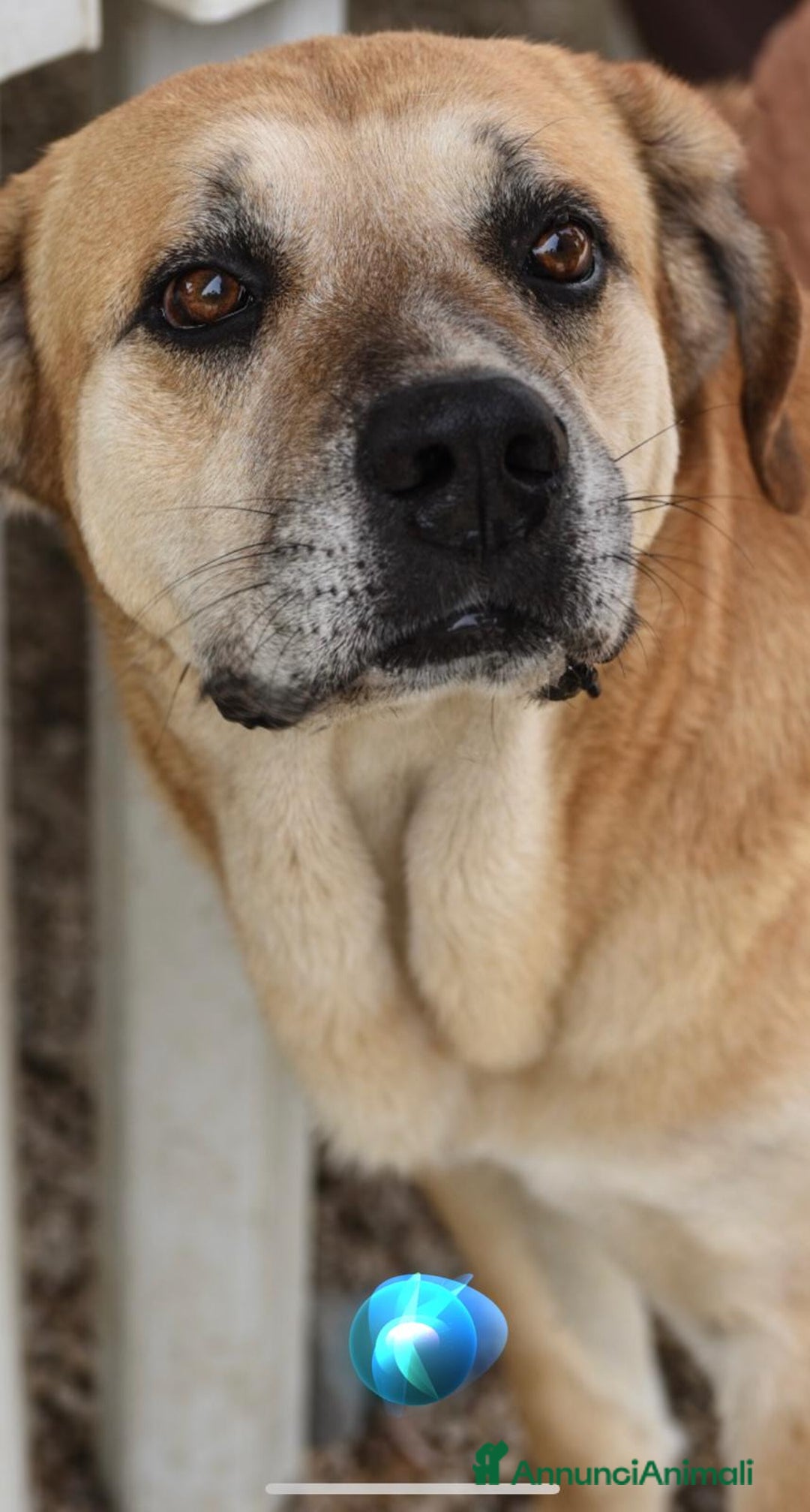 Meticcio cani in regalo: JACK TANTI ANNI IN UN CANILE DEL SUD - Annuncio 4