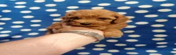 Barboncino Toy cani in vendita: Barbonicini Toy cuccioli - Annuncio 2
