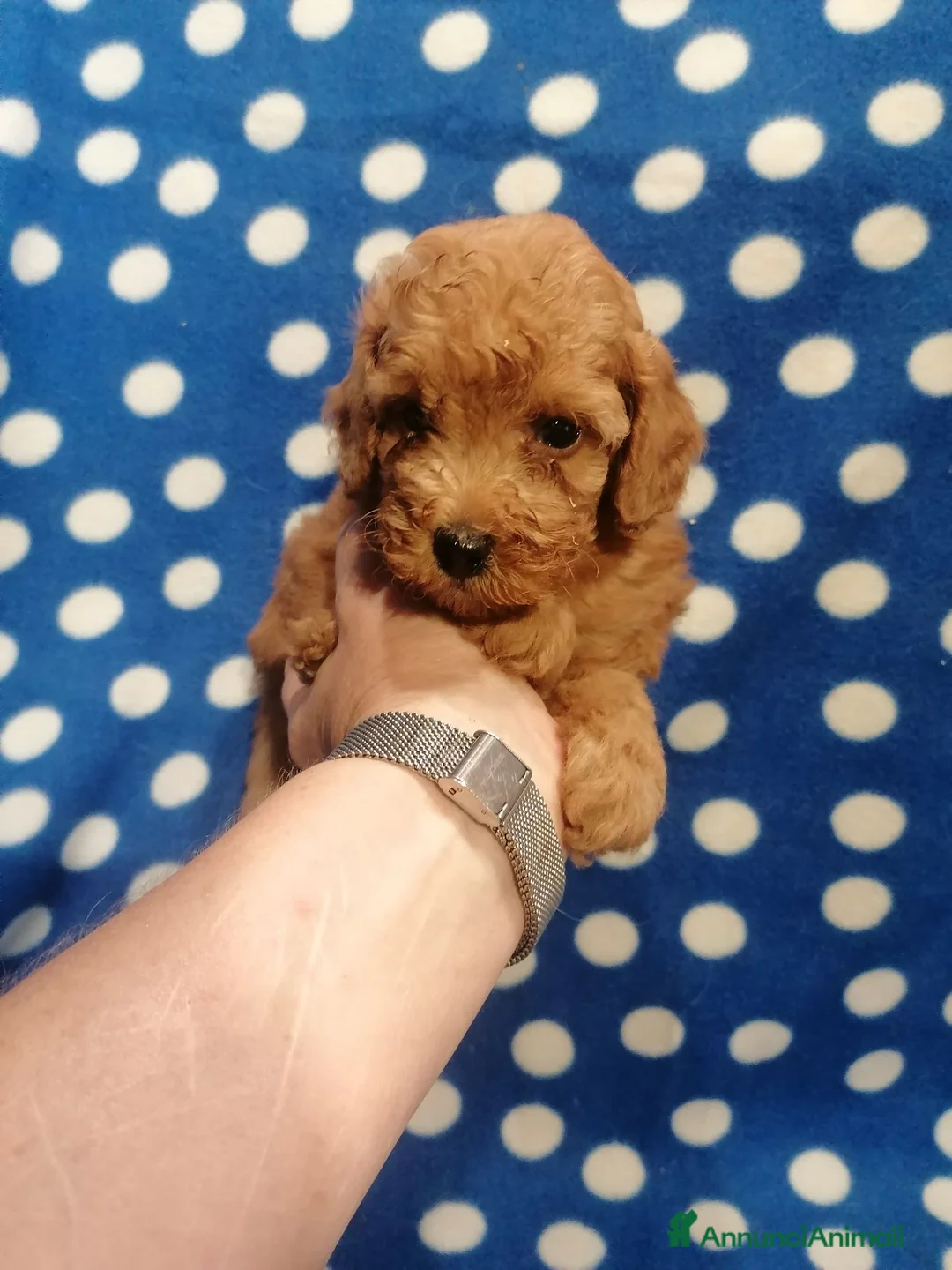 Barboncino Toy cani in vendita: Barbonicini Toy cuccioli - Annuncio 2