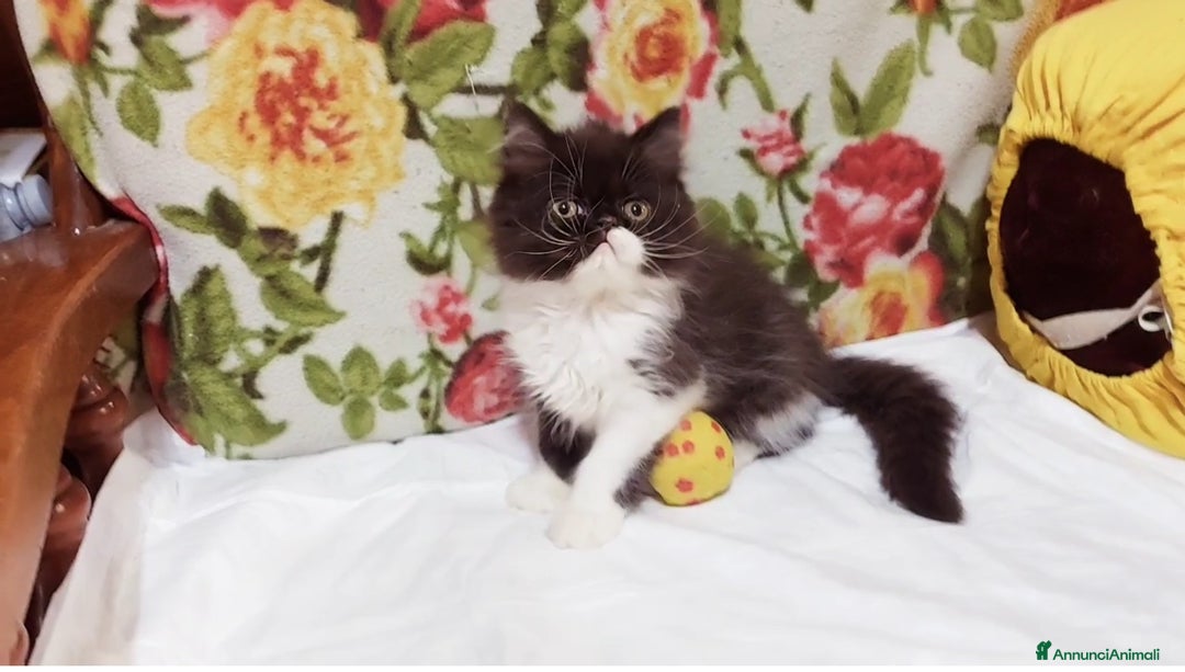 Persiano gatti in vendita: Cuccioli di Persiano a Città Metropolitana di Torino - Immagine 2