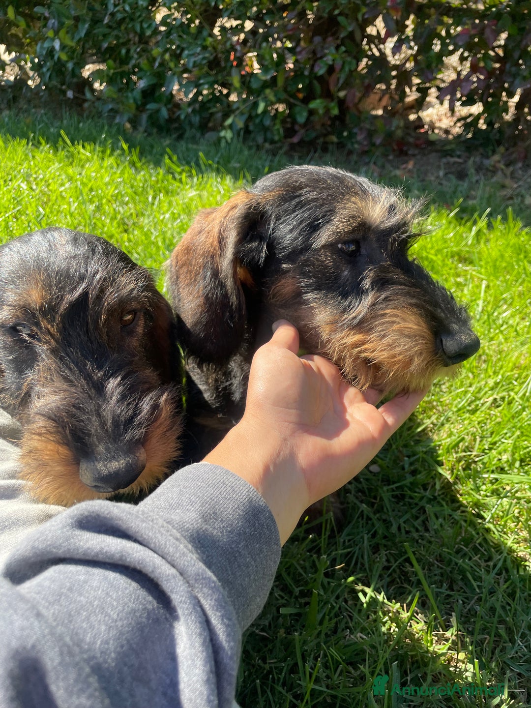 Bassotto cani in vendita: Cuccioli di bassotto a pelo duro - Annuncio 4