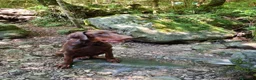 Dobermann cani in vendita: Dobermann maschio marrone fiammato a Provincia di Lecco - Annuncio 13
