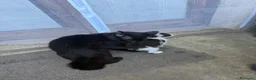 Altre razze gatti in regalo: Regalo Gattino - Annuncio 4
