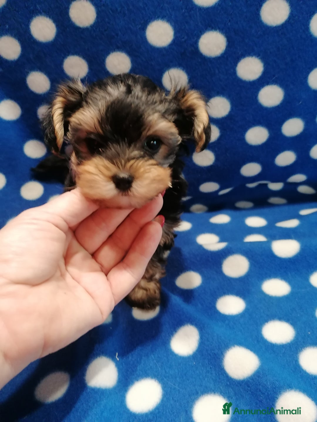 Meticcio cani in vendita: Yorkiepoo cuccioli maschi - Annuncio 1