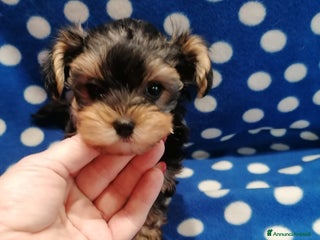 Meticcio cani Yorkiepoo cuccioli maschi - Annuncio 1
