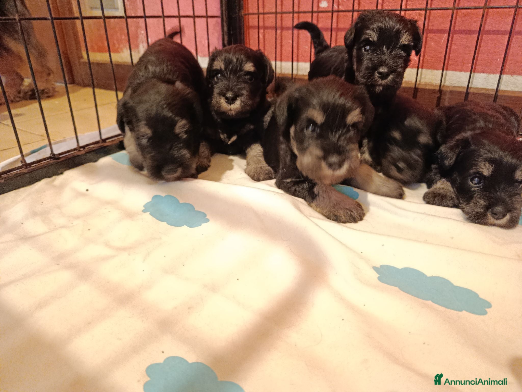 Mini Schnauzer cani Cuccioli di Schnauzer nano Nero Argento  - Annuncio 9