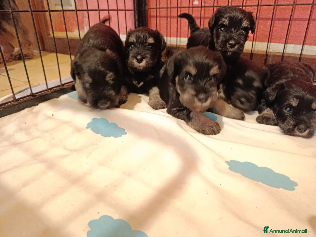 Mini Schnauzer cani in vendita: Cuccioli di Schnauzer nano Nero Argento  - Annuncio 1