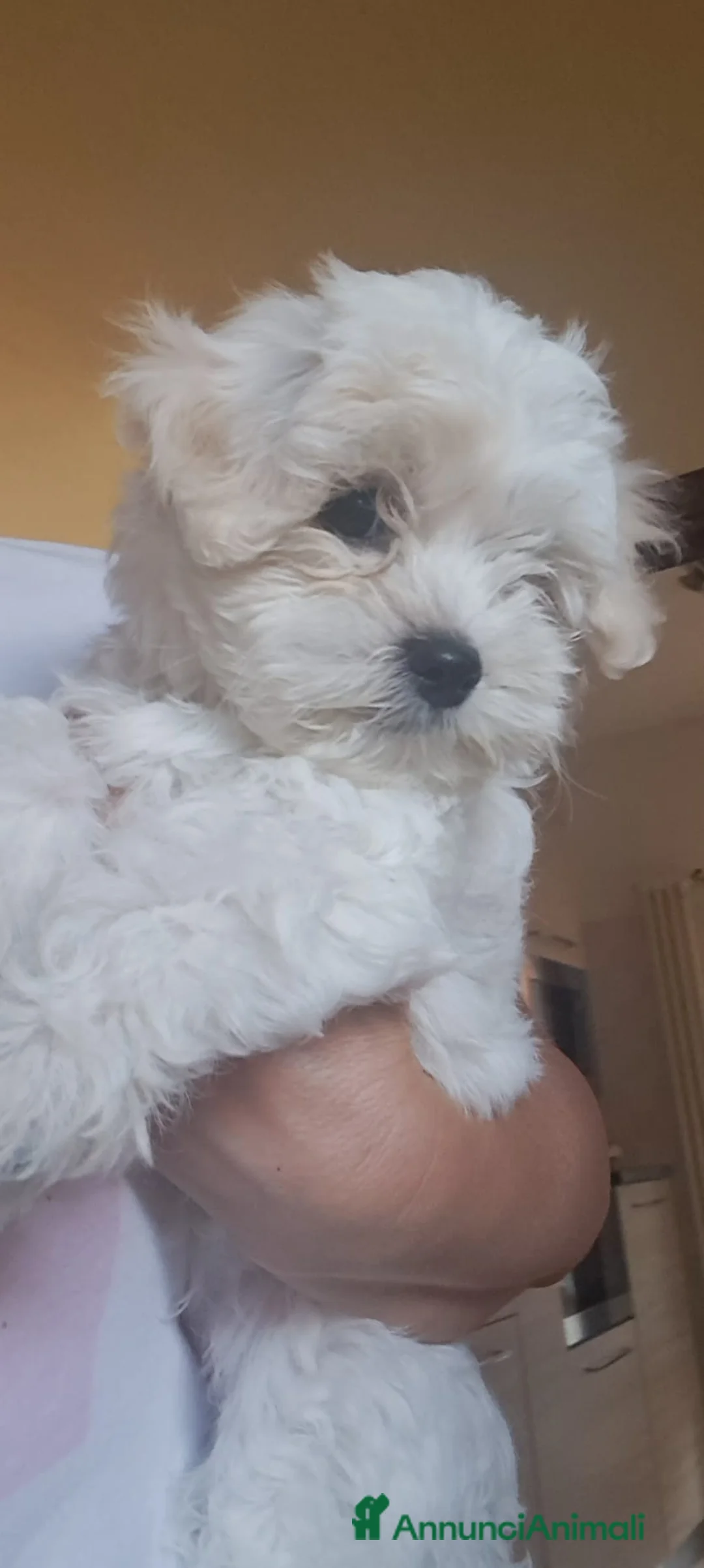 Maltese cani in vendita: Ultimi 2 maschi di Maltese - Annuncio 2