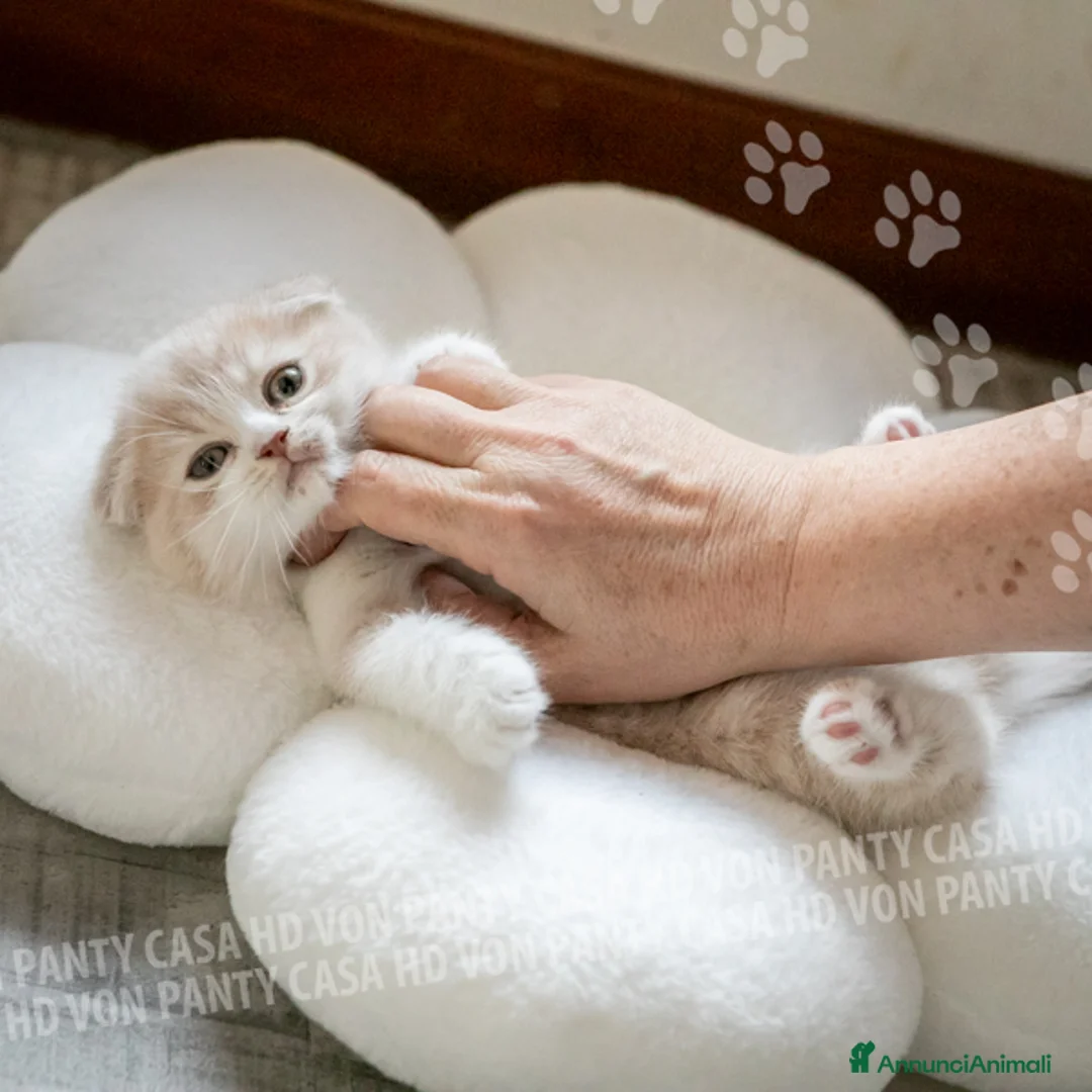 Scottish gatti in vendita: Maschietti Scottish Fold - Annuncio 14