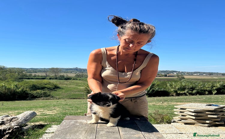 Border Collie cani - Annuncio 13