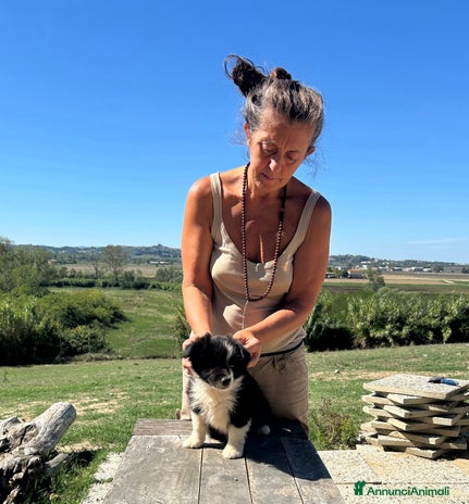 Border Collie cani Cuccioli Border Collie - Annuncio 1