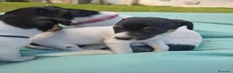 Jack Russell cani in vendita: Cuccioli di jack russel  a Provincia di Lecce - Annuncio 9