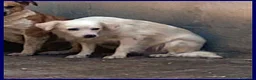 Meticcio cani in regalo: MICK tg mediopicc. cerca rassicurazione a Provincia di Forlì-Cesena - Annuncio 4