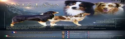 Australian Shepherd cani in vendita: Splendidi Cuccioli di Pastore Australiano  - Annuncio 1