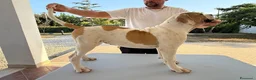 Bulldog cani in vendita: Cucciolo American bulldog  - Annuncio 3