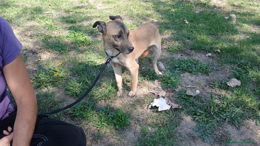 Meticcio cani in regalo: ROMEO IL CAGNOLINO PIU' TRISTE DEL CANILE... - Annuncio 4
