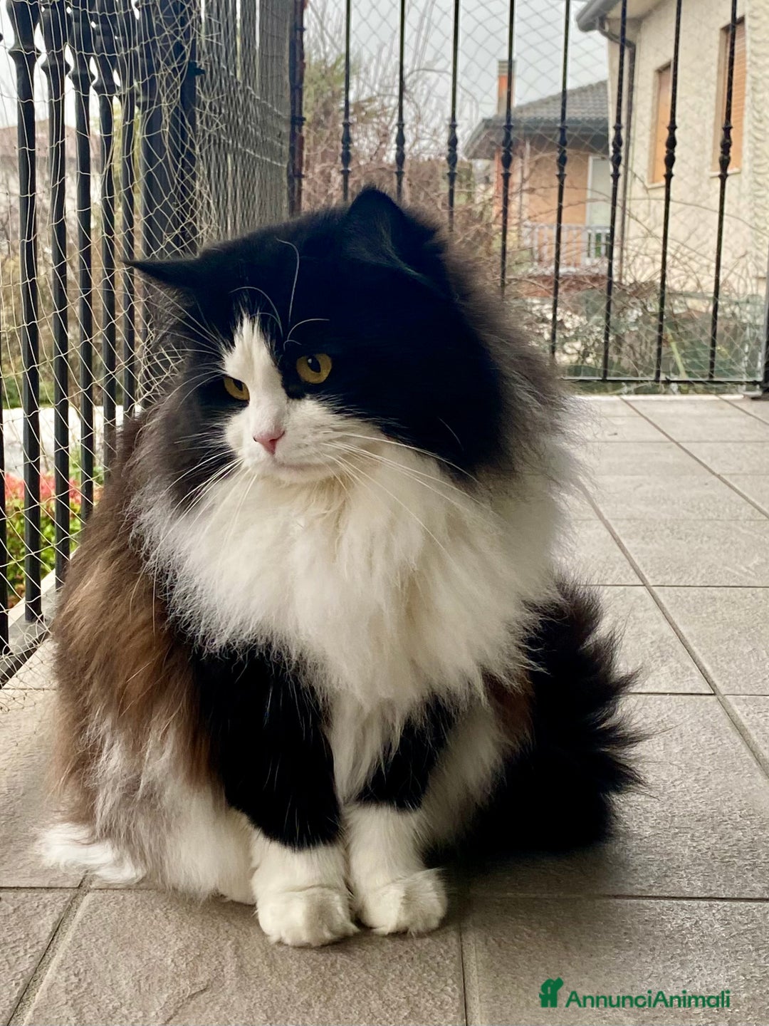 Siberiano gatti per accoppiamento: Stallone siberiano a Provincia di Padova - Immagine 2