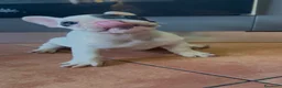 Bulldog Francese cani in vendita: Bulldog francese cucciola pronta  - Annuncio 2