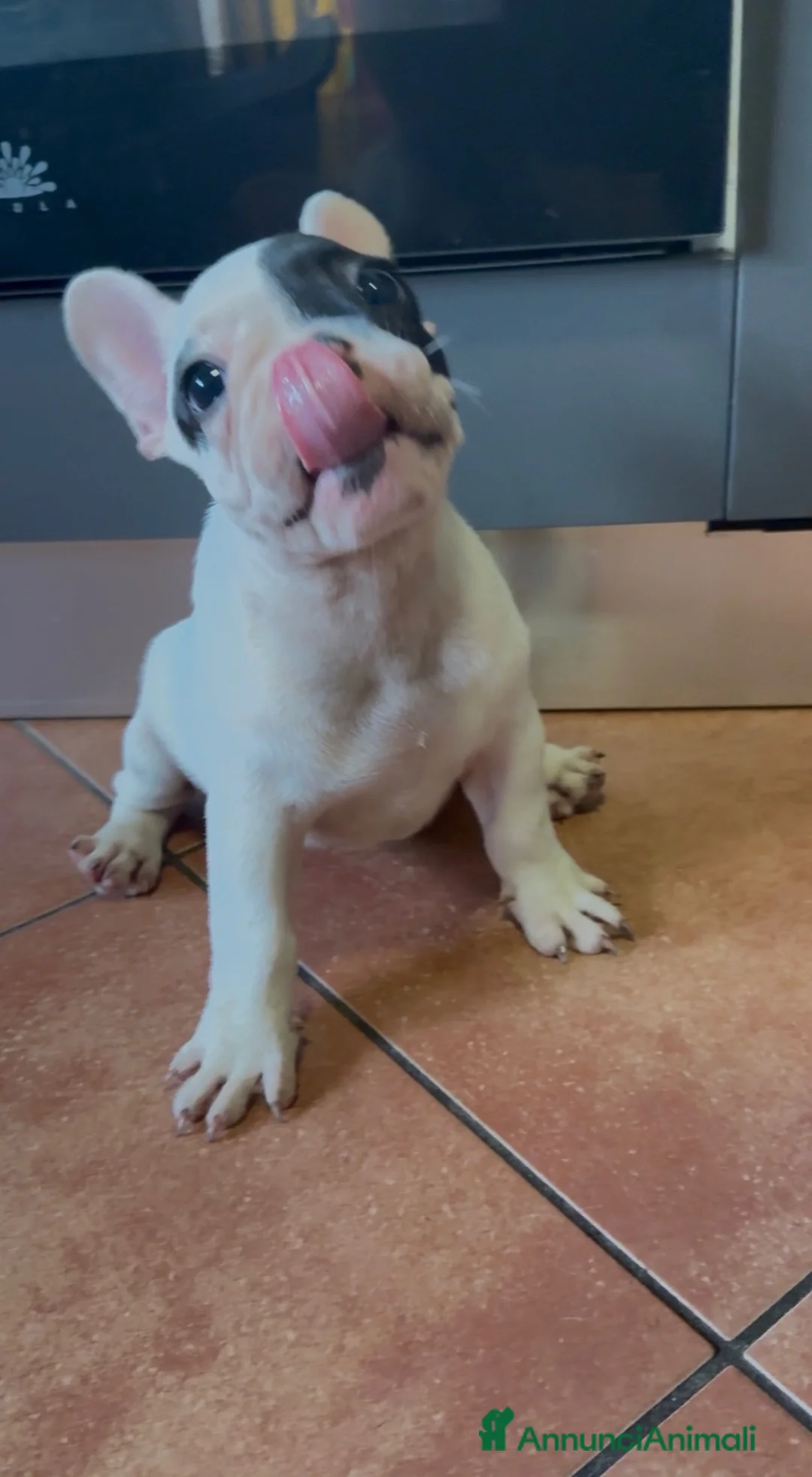 Bulldog Francese cani in vendita: Bulldog francese cucciola pronta  - Annuncio 2
