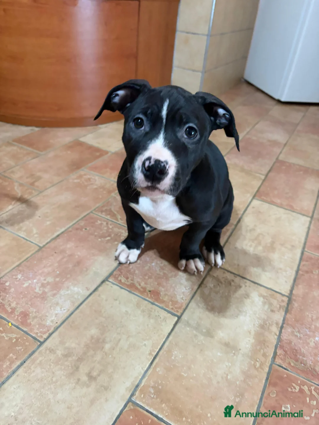 Pitbull cani in vendita: Cuccioli pitbull  - Annuncio 2