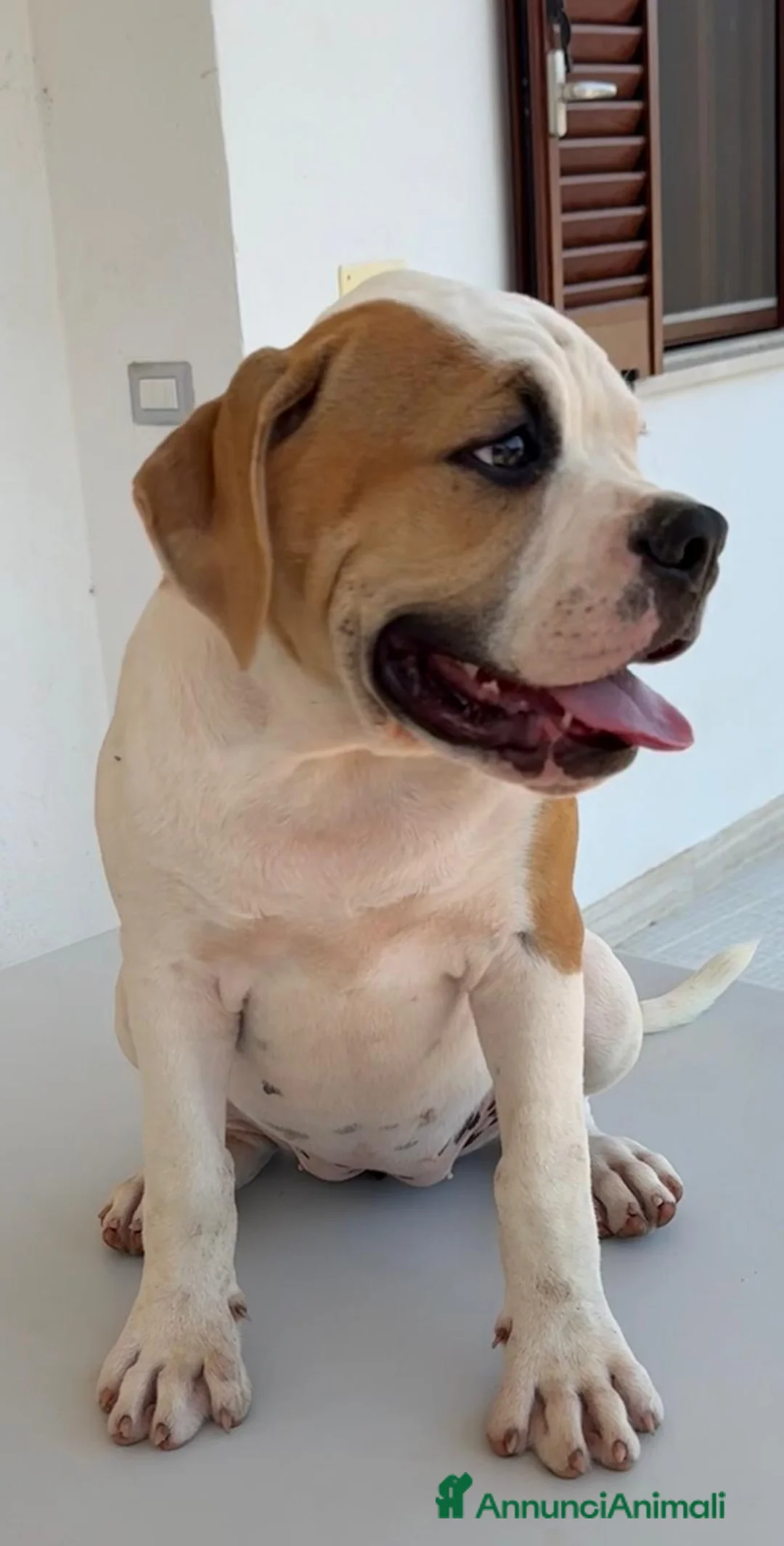 Bulldog cani in vendita: Cucciolo American bulldog  - Annuncio 1