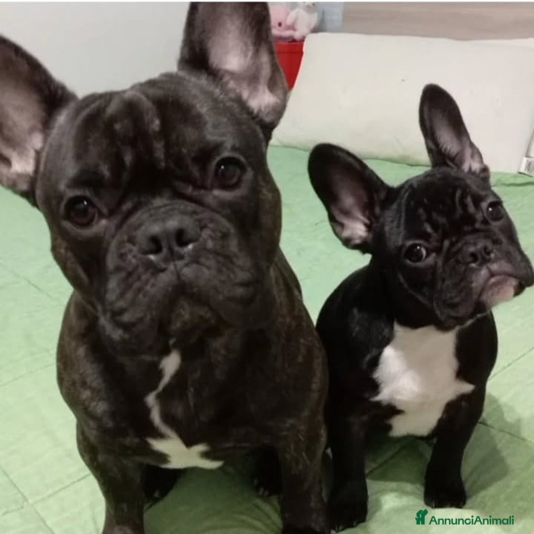 Bulldog Francese cani in vendita: Cuccioli di bulldog francese  - Annuncio 5