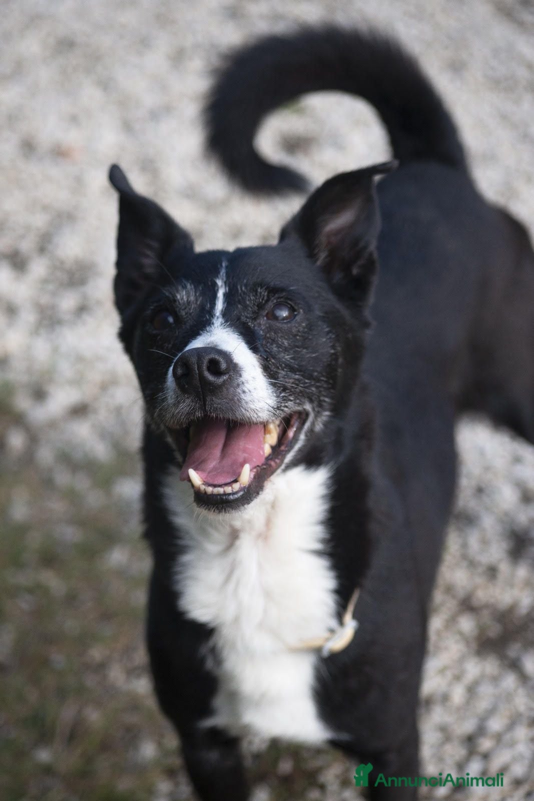 Meticcio cani NONNO OREO HA BISOGNO DI UNA CASA E TANTO AMORE - Annuncio 38