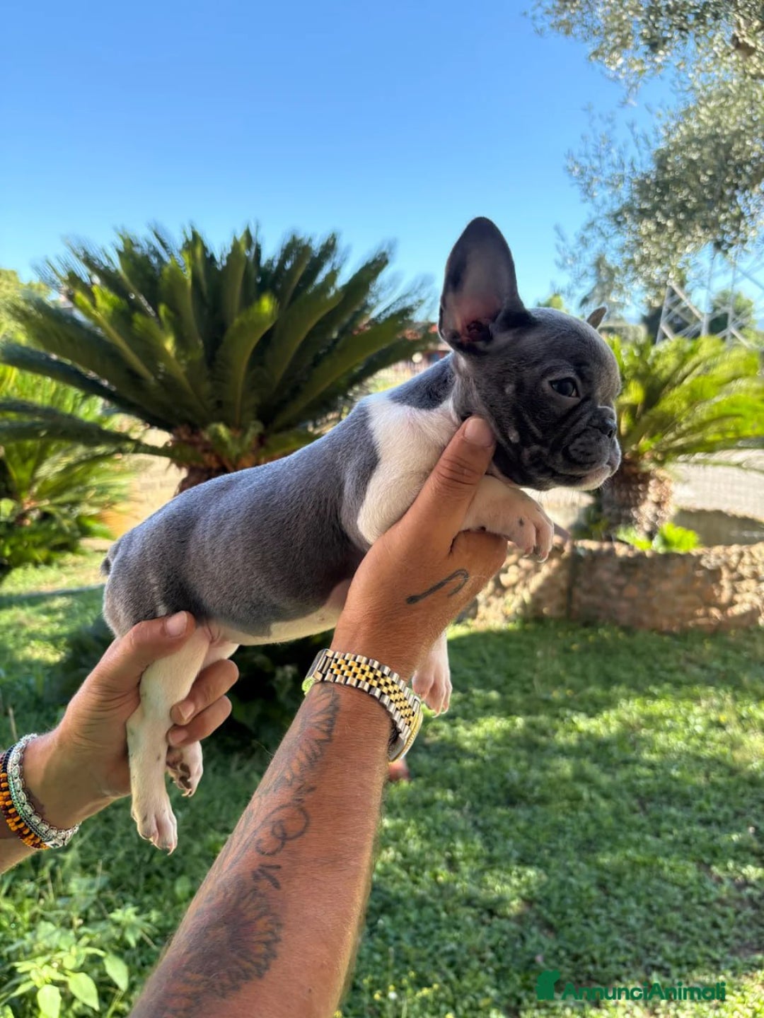 Bulldog Francese cani in vendita: Cuccioli di Bulldog Francese  - Annuncio 6