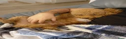 Meticcio cani in vendita: Barboncina nana a Città metropolitana di Palermo - Annuncio 1