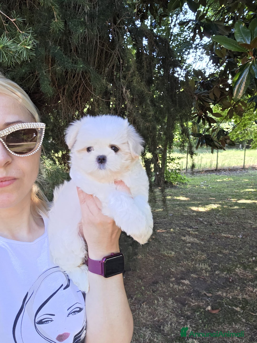 Maltese cani in vendita: Cuccioli di Maltese  a Provincia di Padova - Immagine 4