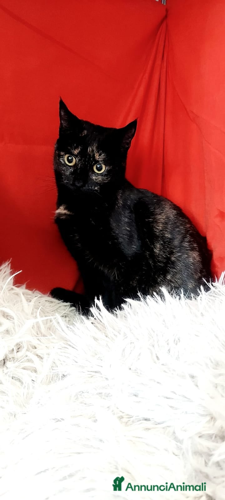 Europeo gatti MORA DOLCISSIMA SQUAMETTA - Annuncio 1