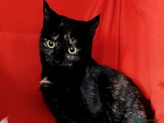 Europeo gatti MORA DOLCISSIMA SQUAMETTA - Annuncio 1