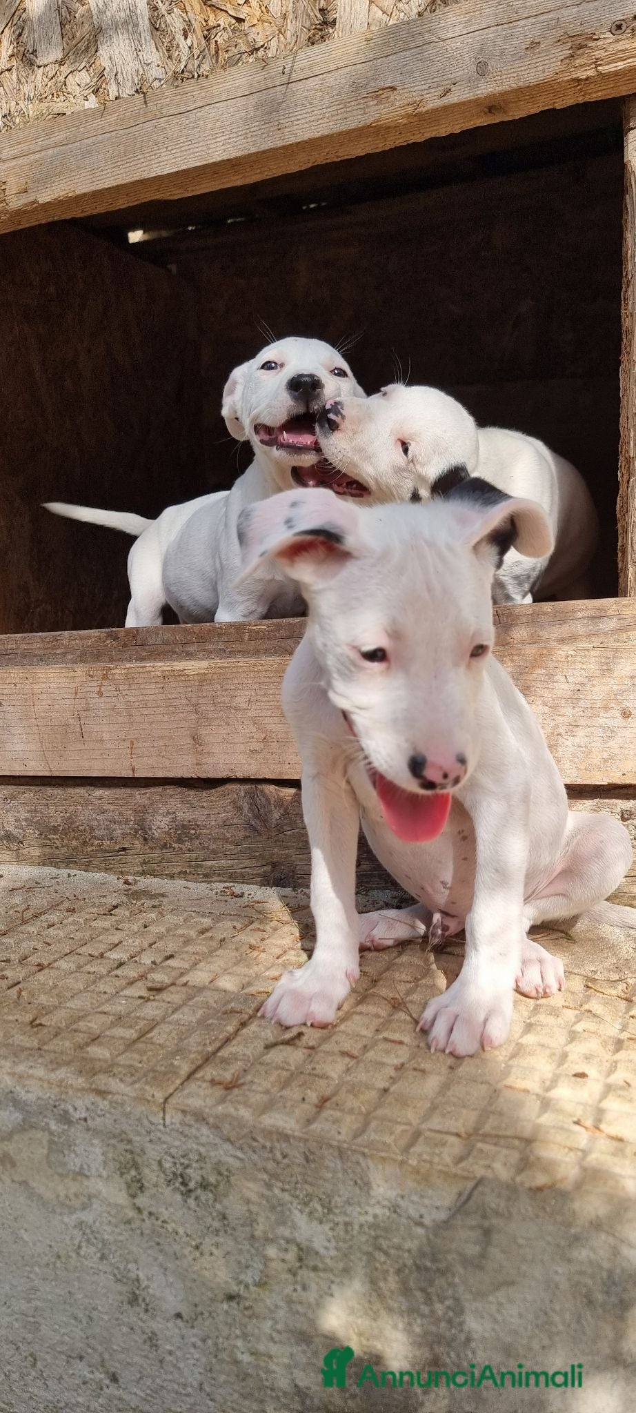 American Staffordshire cani Allevamento American Staffordshire Terrier Puglia  - Annuncio 11